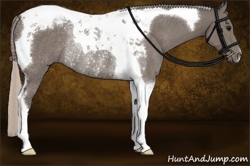 Horse Color:Silver Black Tobiano Rabicano 