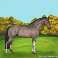 Horse Color:Brown Roan Tobiano Rabicano