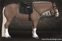 Horse Color:Silver Black Splash