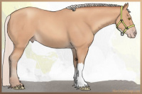 Horse Color:Silver Amber Champagne