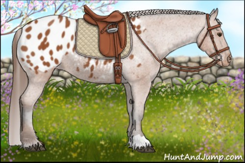 Horse Color:Bay Appaloosa 