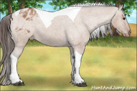 Horse Color:Brown Dun Tobiano Appaloosa 