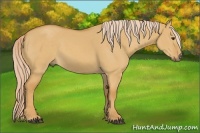 Horse Color:Palomino Dun