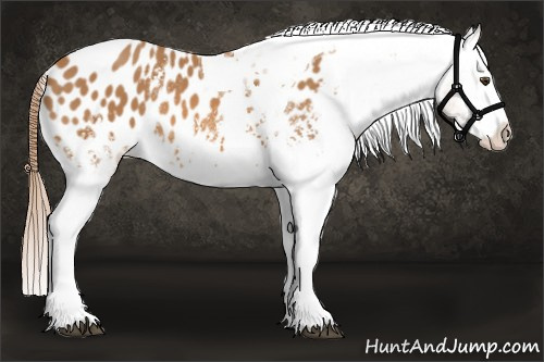 Horse Color:White Spotted Chestnut Tobiano Appaloosa 