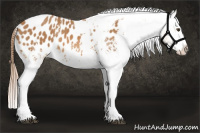 Horse Color:White Spotted Chestnut Tobiano Appaloosa