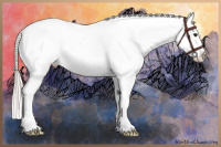 Horse Color:Silver Bay Ice Appaloosa 