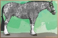 Horse Color:Black Ice 