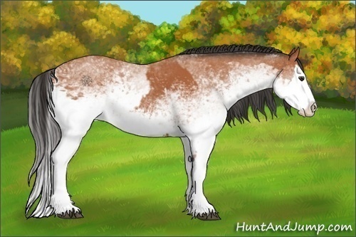 Horse Color:White Spotted Bay Splash  and White Spotted Bay Splash 