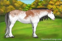 Horse Color:White Spotted Bay Splash  and White Spotted Bay Splash 
