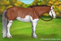 Horse Color:Bay Splash Rabicano 