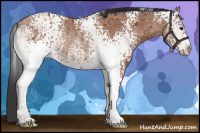Horse Color:White Spotted Bay Ice Rabicano 