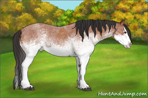 Horse Color:White Spotted Bay Roan Splash and White Spotted Bay Roan Splash
