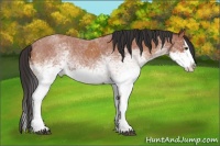 Horse Color:White Spotted Bay Roan Splash and White Spotted Bay Roan Splash