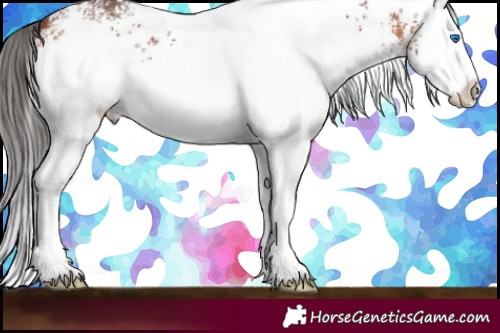 Horse Color:White Spotted Bay Splash 