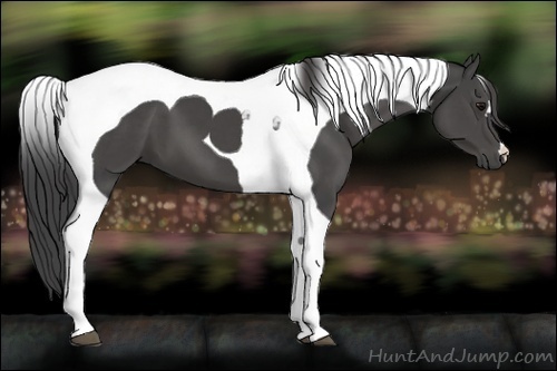 Horse Color:Smoky Black Tobiano 