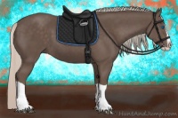 Horse Color:Silver Black Splash