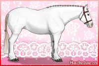 Horse Color:Buckskin Appaloosa 