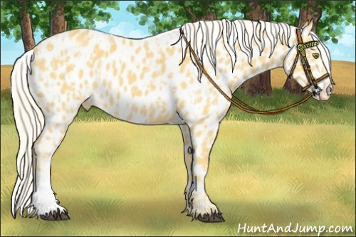 Horse Color:Palomino Near Leopard and Palomino Near Leopard