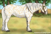 Horse Color:Palomino Near Leopard  and Palomino Near Leopard 