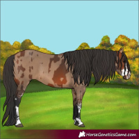 Horse Color:Bay  and Bay Dun Sabino 
