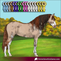 Horse Color:Liver Red Dun Sabino and Red Dun Sabino