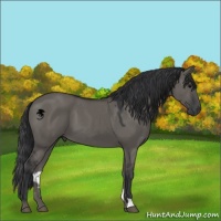 Horse Color:Grullo 
