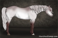 Horse Color:Chocolate Silver Bay Chinchilla 