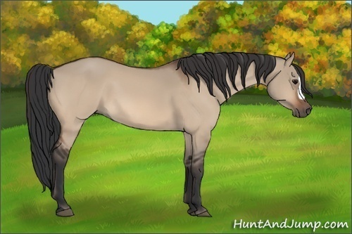 Horse Color:Bay Dun