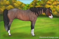 Horse Color:Bay Roan Splash
