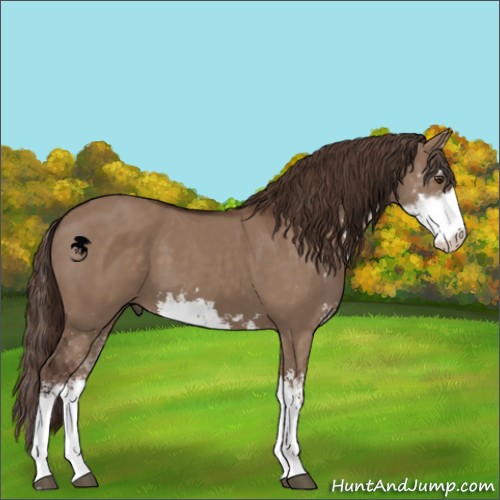 Horse Color:Liver Red Dun Sabino 