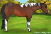 Horse Color:Bay Tobiano 