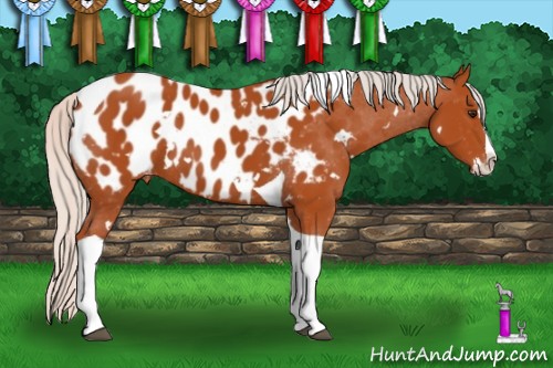 Horse Color:White Spotted Silver Bay Splash Tobiano Appaloosa 