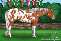 Horse Color:White Spotted Silver Bay Splash Tobiano Appaloosa 