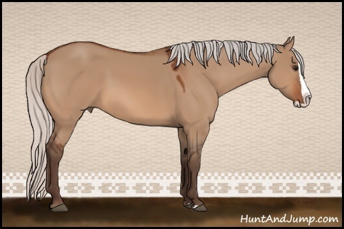 Horse Color:Silver Bay Dun Splash
