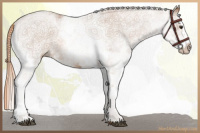 Horse Color:White Spotted Chestnut 