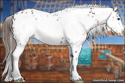Horse Color:Bay Frame Appaloosa 