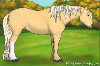 Horse Color:Palomino