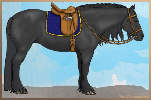 Horse Color:Black 