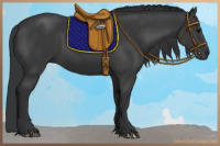 Horse Color:Black 