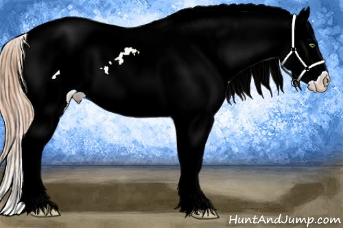 Horse Color:Gold Champagne Ice Splash Appaloosa 