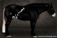 Horse Color:White Spotted Gold Champagne Splash Tobiano Appaloosa Rabicano