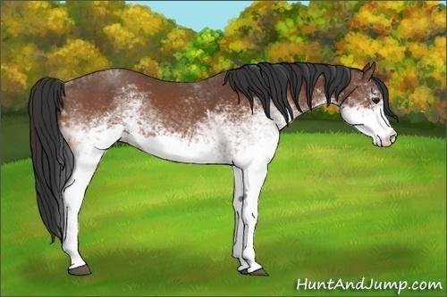 Horse Color:White Spotted Bay 