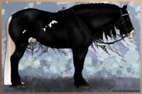 Horse Color:Red Dun Appaloosa 