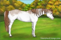 Horse Color:White Spotted Chestnut