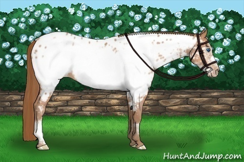 Horse Color:Bay Pearl Frame Near Leopard