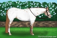 Horse Color:Bay Pearl Frame Appaloosa 