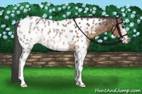 Horse Color:White Spotted Buckskin Blanket Rabicano