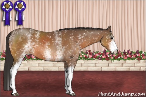 Horse Color:White Spotted Bay Snowflake Varnish 