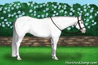 Horse Color:White Spotted Grullo Chinchilla Appaloosa 