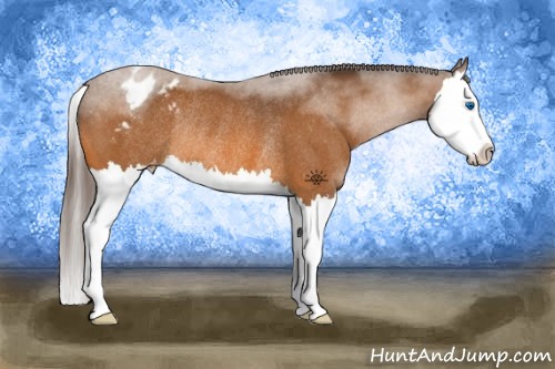 Horse Color:Buckskin Splash Appaloosa Rabicano 